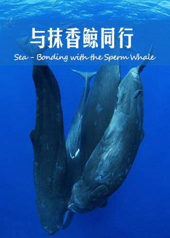 加勒比海与抹香鲸同行